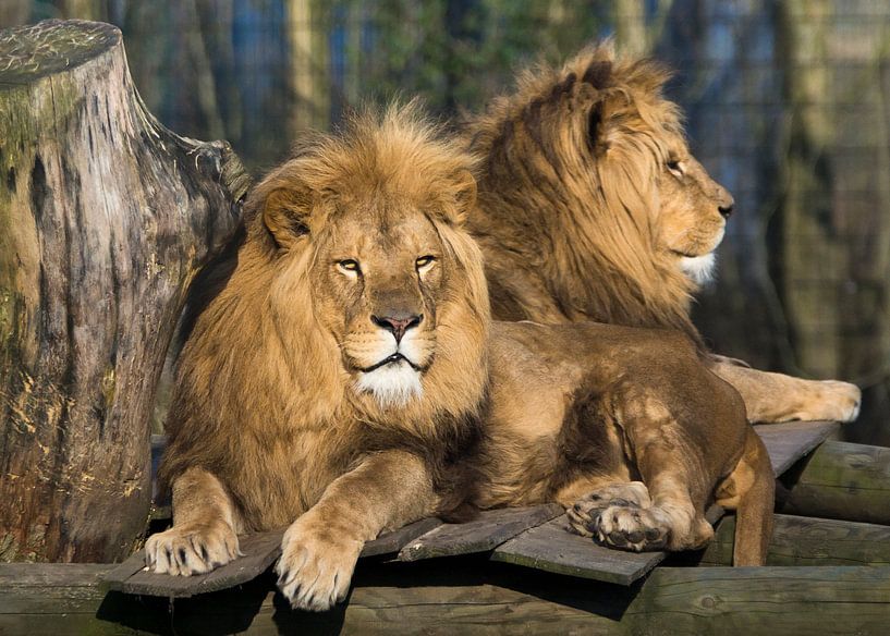 Leo von Greetje van Son