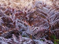 Autumn ferns