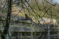 sparrow in the backyard