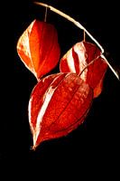 Lampionblume, Chinesische Laterne