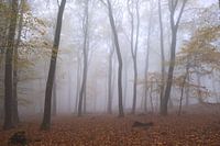 Misty Forest