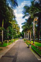 Palmen auf Teneriffa