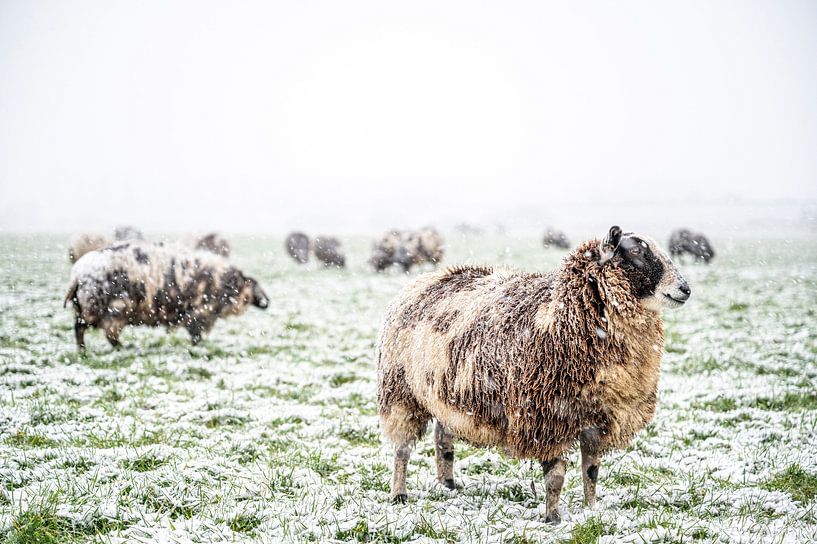 Moutons dans une prairie enneigée dans un paysage d'hiver par Sjoerd van der Wal Photographie