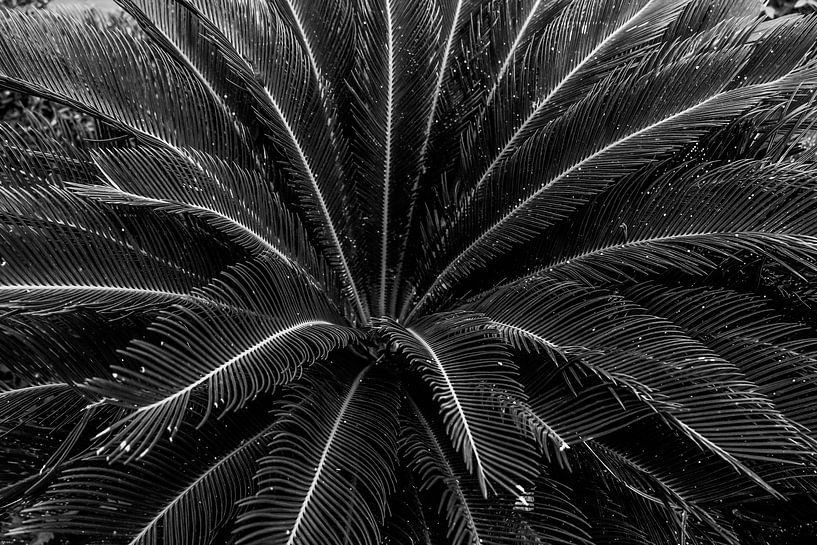 Palme von Fotoverliebt - Julia Schiffers