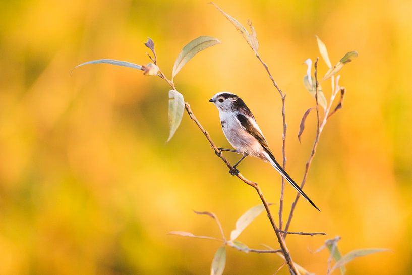 mésange à longue queue par Danny Slijfer Natuurfotografie