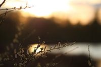 Goldene Stunde in dr Mariapeel