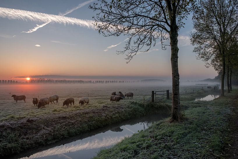 Schapen zonsopkomst bij Ommeren par Moetwil en van Dijk - Fotografie