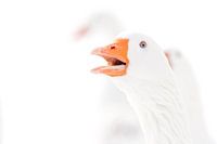 Gans, die ein freundliches Wort sagen wollte.