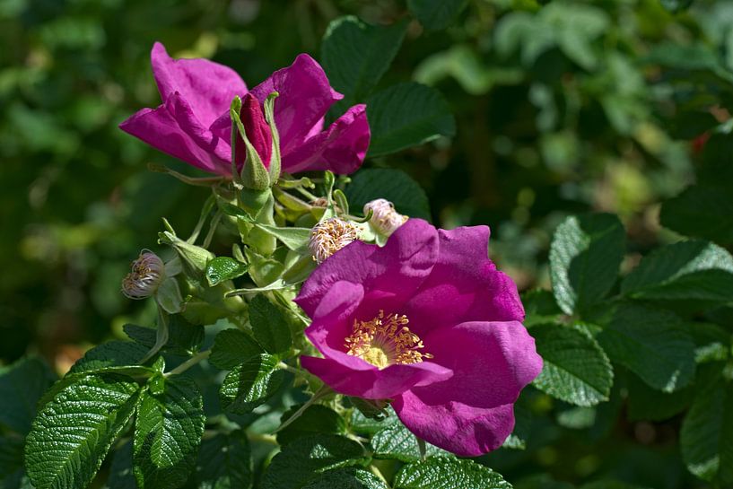 Wrinkle rose by IdzardCreations