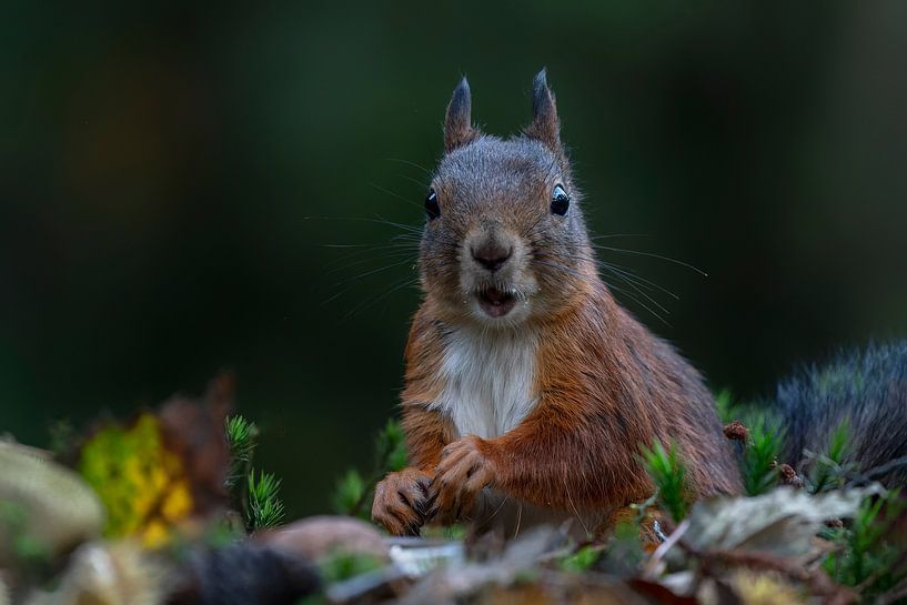 Squirrel in an autumn forest. by Albert Beukhof