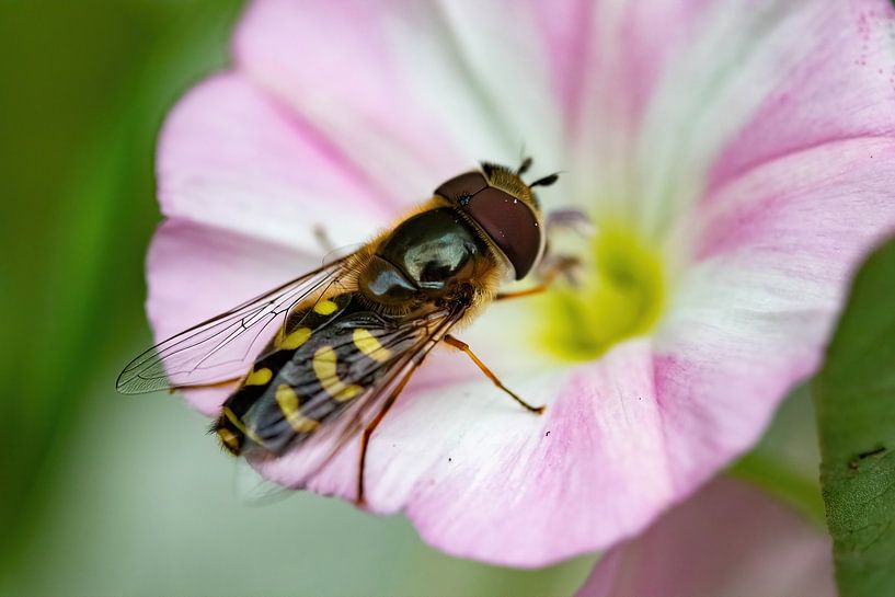 Yellow crescent hoverfly on pink hawkweed by Anne Ponsen