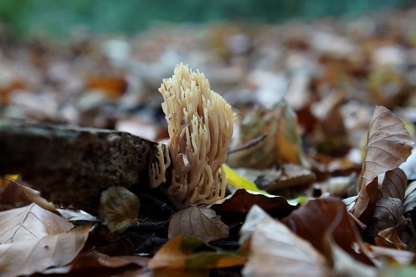 coral mushroom by Madeltijntje