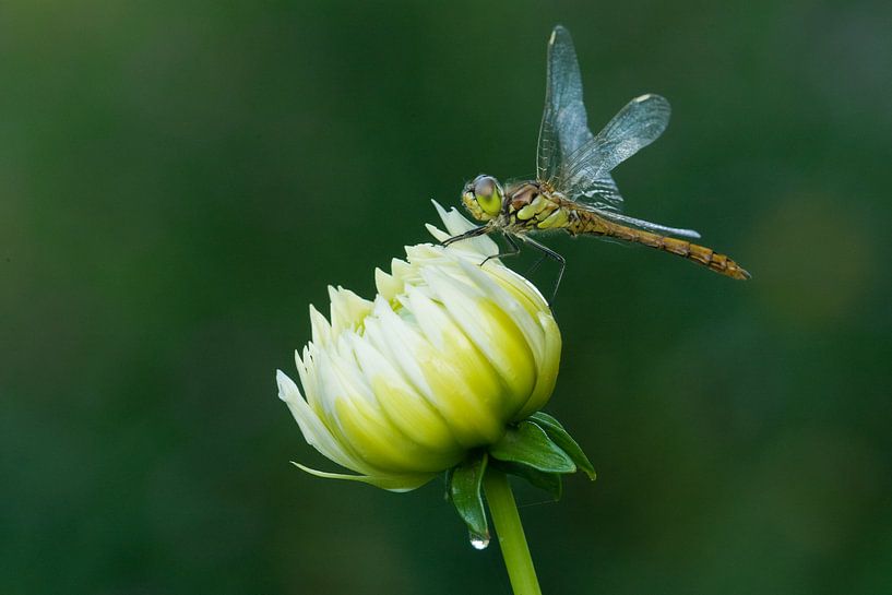 Heidelibel rouge brique sur fleur par Jeroen Stel