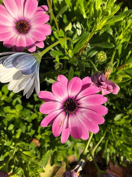 Bloemen par Lisa Jongeneel