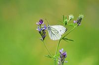 Green Veined White Butterfly