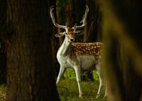 want to deer with wedge