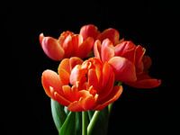 Bunch of tulips against black background