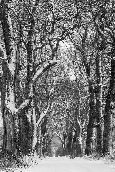 Winter oak avenue in black &amp; white by Jürgen Schmittdiel Photography