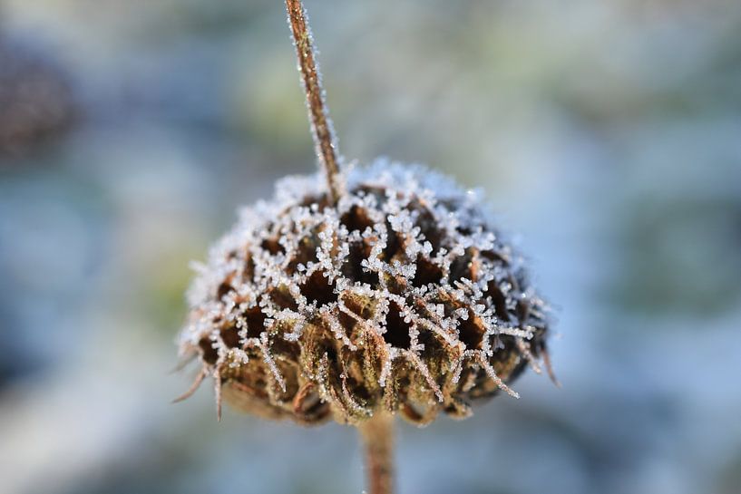 Frost, in blue winter colors by Patricia van Nes