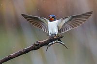 Rauchschwalbe (Hirundo rustica)