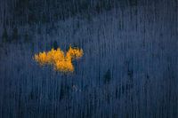 Le cœur des trembles