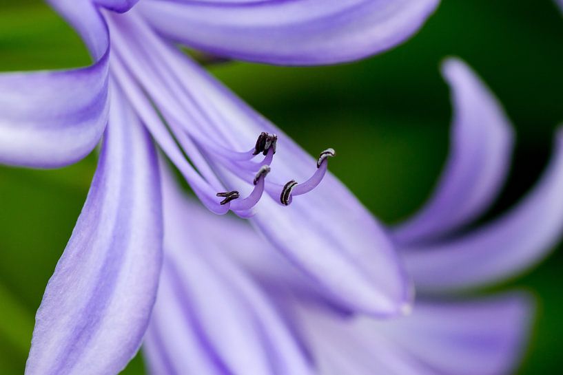 Purple Splendor par QEIMOY