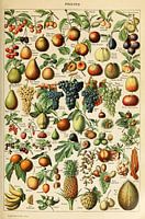 Posters of Various Kinds of Fruit