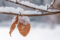 Bladeren in de sneeuw