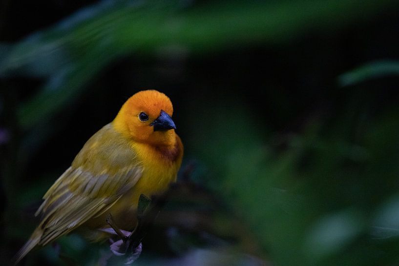 Oiseau tisserand, Ploceidae, Pinson des arbres en train de construire son nid par Fotos by Jan Wehnert
