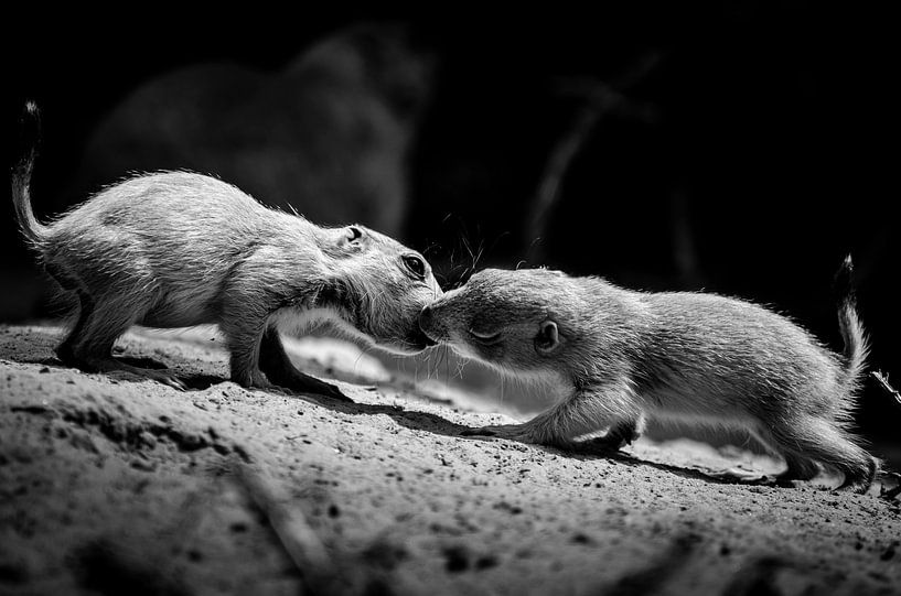 Meine Seele geküsst von Dick Nieswaag