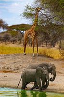 Girafe et éléphants à un point d'eau dans le Serengeti