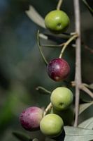 Plusieurs petites olives sur une branche
