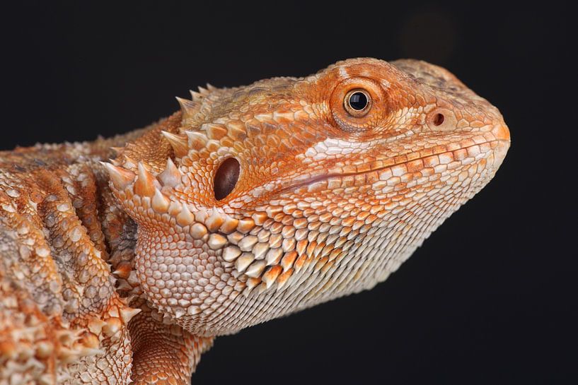 Central Bearded Dragon (Pogona vitticeps) by Ronald Pol