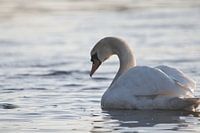 Portrait du cygne