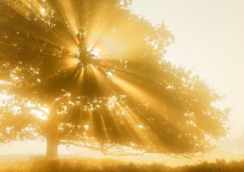 Stralende boom par Karla Leeftink