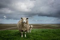 Sheep on the Waddendijk of Groningen