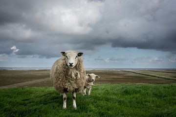 Schafe auf dem Waddendijk von Groningen von Bo Scheeringa Photography