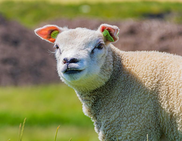 Schafe von Fotos by Angelique