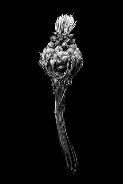 Fleurs par Willie Jan Bons