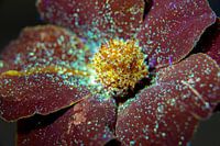 Tagette, die im UV-Licht leuchtet