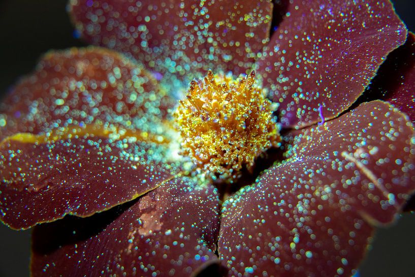 Tagette, die im UV-Licht leuchtet von Swen van de Vlierd