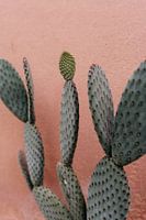 Kaktus auf rosa Wand im Hortus Botanicus Amsterdam