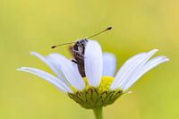 Silver-spotted skipper