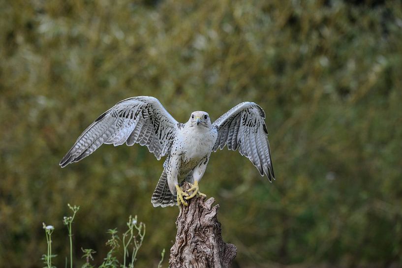 Wing test by Erik Ramaker den Ouden