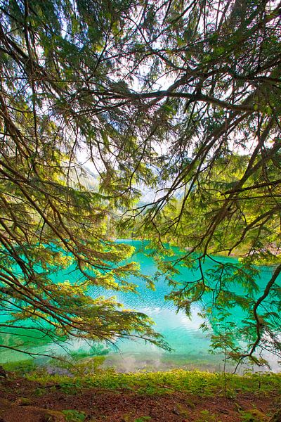 A curtain with branches on a green lake by Christa Kramer