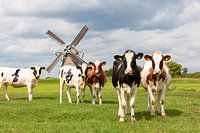 5 staring cows in front of a Dutch windmill in Oud Ade