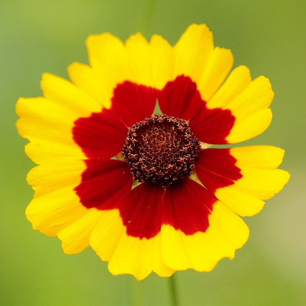 Nur eine Blume..... von Sander Maas