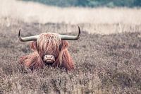 Highlander écossais couché dans la bruyère