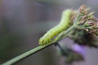 Rups op vlinderstruik
