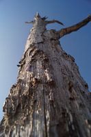 Grands arbres à Groote Peel